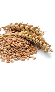 Зерно для проращивания (пшеница)